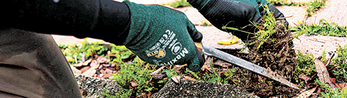 Garden Club of Cape Coral | Preventing, treating Florida Weeds